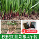 Shouguang Red Root Leek Root Seedlings Purple Root Leek Root Seeds Potted Potted Balcony Autumn Season Small Leaf Vegetable Seeds Red Leek Root 4Jin Jin is equal to 0.5kg (free 4 packs of 50g organic fertilizer)