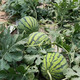 Zhongke Maohua Lazy Man Sweet King Watermelon Seed Round Jingxin Type is more resistant to cracking than 8424, super sweet red flesh, thin skin, sand pulp Lazy Man Sweet King 100g/box, round, about 1600 seeds