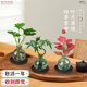 Love You Ten Thousand Years Zen Hydroponic Money Tree Potted Flower Plants in the Office for All Seasons to Recruit Wealth Lotus Bamboo Bamboo Cypress Chinese Smoked Green Bottle Purple Sand Tray