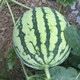 Zhongke Maohua melon and fruit seeds Zhongke Bingqilin watermelon seed improved 8424 Jingxin type replaces Meidu watermelon variety with crack resistance Zhongke Bingqilin 3000 capsules/box special for seedlings