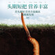 
Fudonghai Cordyceps gift box [Excellent quality whole piece] Select high-altitude freeze-dried high-clean and unbroken grass to give gifts. 10 fresh Cordyceps (freshly harvested and cold chain shipped)