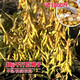 One thousand Jin Jin is equal to 0.5 kilograms of soybean seeds. Farmers grow high-protein soybean seeds in large fields. Soybean seeds. Bawangbian 1 Jin Jin is equal to 0.5 kilograms.