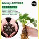 Meileke general nutrient soil for flower cultivation and flower fertilizer for planting soil flower soil and vegetable soil fertilizer for potted green plants special soil 40L