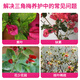 Devodoro bougainvillea type slow-release compound fertilizer 500g gardening potted plant flower fertilizer foliage fertilizer organic nitrogen, phosphorus and potassium fertilizer