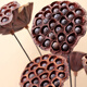 Youyi Dried Flower Extra Large Full Seed Metal Flower Pole Dried Lotus Lotus Dried Flower Decorates Living Room Floor Single Extra Large Seed Lotus Pole Contains Flower Pole Length 55cm Price of 4 Pieces