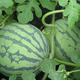 Planting Notes: Kirin Watermelon Seed Zaojia 8424 has beautiful fruit shape, sweet flesh, thin and crispy skin, Jinmeidu Seeds, about 80 seeds in 5 grams of Jinmeidu Watermelon Seeds (resistant to cracking)
