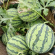 Planting Notes: Kirin Watermelon Seed Zaojia 8424 has beautiful fruit shape, sweet flesh, thin and crispy skin, Jinmeidu Seeds, about 80 seeds in 5 grams of Jinmeidu Watermelon Seeds (resistant to cracking)