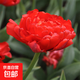 郁金香种球荷兰进口冬季耐寒室内外庭院花卉种子水培植物盆栽大球 米兰达 10个球+肥（超便宜）