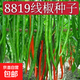 Spicy screw pepper seeds, golden screw green pepper, pig intestine pepper seeds, garden field balcony potted vegetable seeds, new species 8819 long-line pepper, about 300 capsules, 1 pack