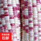 National Approval Super Sweet Colorful Waxy Corn Seeds Flowery Waxy Corn Seeds Colorful Cloud Sweet Waxy Corn Farmers High Yield National Approval Colorful Waxy Corn Seeds 5 packs about 251 grains