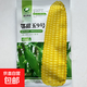 National Approval Corn Seed Sweet Waxy Corn Seed Hybrid Corn White Corn National Approval Corn Seed E Tianyu No. 9 Fruit Corn Seed Original 15g