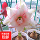 Imported amaryllis seed bulbs, large ball potted flower seedlings, double amaryllis seeds with buds for all seasons, green plants and flowers 1. Flower Elf The circumference of the bulb is 15-18cm