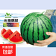 8424 Kirin watermelon seeds, seedless, high-yield rock sugar, lazy watermelon seeds, southern four-season vegetable and fruit seeds, Huayu original color pack, 1 pack, about 50 capsules