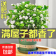Jasmine seedling potted plant with buds Jiuli Xiang old pile mosquito repellent flower plant indoor strong fragrance blooms in all seasons and easy to grow Large jasmine flowers 4-6 buds are full and pots are not included