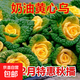 Yellow cabbage seeds are cold- and wet-resistant, chrysanthemum heart cream, yellow cabbage vegetable seeds for garden planting, yellow cabbage seeds, buy two packs, get one free, about 3,000 grains