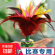 Shuttlecock for children and primary school students, special for adults, large chicken feathers, resistant to kicking tendons, feather shuttlecock competition jumping keys, chicken feather shuttlecock - 1 pack