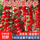 Sweet and juicy waterfall cherry tomato seeds, cherry tomato seeds for sowing potted vegetables in all seasons, red waterfall cherry tomato seeds/pack, about 200 capsules, 5 packs