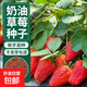 Four Seasons Cream Strawberry Seeds Spring and Autumn Home Balcony Potted Plants for Beginners Easy to Grow Fruit Red Strawberry Seeds Complete Collection of Cream Red Strawberry Seeds/pack of about 100 capsules 3 packs
