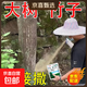 Cyclazinone is a special medicine to remove dead trees and rotten roots of large trees. Herbicide is a special medicine to remove big trees and remove rotten roots of bamboo. Genuine Cyclazinone 5Jin Jin is equal to 0.5kg