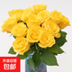 10 roses, Yunnan flowers straight delivery, holiday flower gift bouquet, home water-raised flower arrangement 1, 10 yellow roses