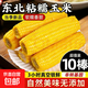 2025 Northeast yellow sweet glutinous corn on the cob vacuum packaged low-fat yellow waxy big stick sweet Northeast breakfast sticky rice yellow waxy corn 2 sticks 180g/stick