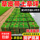 Turf soil real lawn with soil four-season green Manila turf villa courtyard greening grass Taiwan grass 0.5 square meters bentgrass buy 5 square meters and get 0.5 square meters