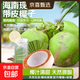 Hainan Wenchang Green Coconut with Skin Freshly Picked Coconut Juice Seasonal Fruit Coconut - Wancheng 4 pieces Hainan Green Coconut with Skin (Authentic Origin)