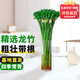 Jingyunmeng Rich Bamboo Dragon Bamboo Water Easy-to-Grow Plant Potted Lucky Bamboo 40 Dragon Bamboo 10 Roots Straight from the Source Without Bottle