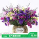 AIMAN Yunnan Flowers Dried Flower Bouquet Forget-Me-Not Lover Grass Combination Starry Gypsophila Living Room Real Flower Arrangement Home Furnishings 4 Color Mix + Grass Approximately 30 Pieces Not Included in the Flower Basket