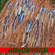 St. Ruian's old-fashioned hand-thrown traditional hand-thrown net tire line catching fishing net rotating net throwing net tire line 1 finger 3 meters high - 4 meters in diameter