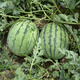 Zhongke Maohua Fruit Seeds Desert Eagle Watermelon Seeds Large Fruit Double Red Flesh Jincheng No. 5 Type Planted in Inner Mongolia and Xinjiang Watermelon Seeds 10g