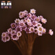 Brazilian imported small star flowers, small dried flowers, small daisies, dried flower bouquets, real flowers, air-dried natural decoration, literary living room home furnishings, birthday gifts, light blue bouquet of 50 pieces