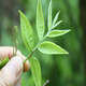 
Liuge Cave 500g special green-money willow ancient tree bud leaves Suining green-money willow tea leaves 250g green-money willow