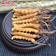 Zangxi hall tibet nagqu cordyceps haute altitude cordyceps cordyceps cordyceps cordyceps 2 1 gram intérieur 100 grammes