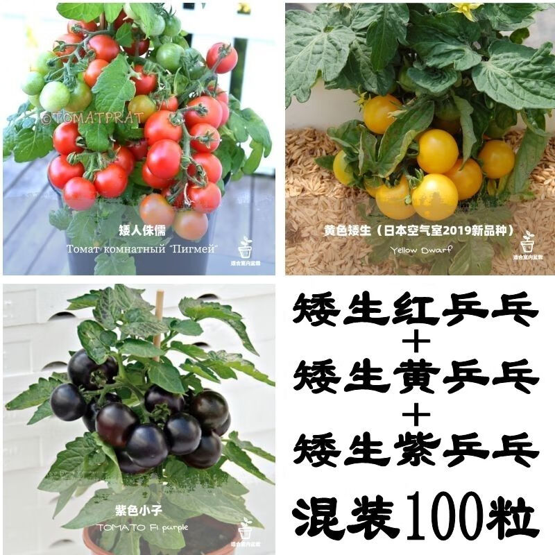 矮生盆栽番茄种子小西红柿圣女果农家阳台水果蔬菜种子易活四季播 全部混装100粒