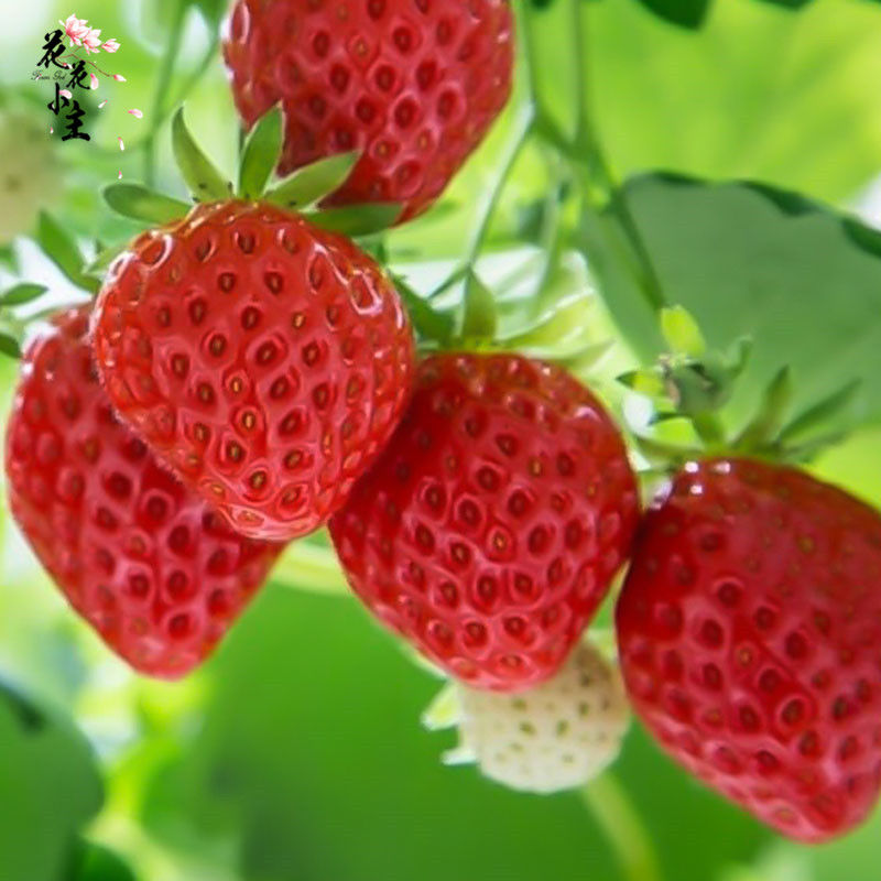 春季【奶油草莓种子】四季盆栽水果种子家庭室内阳台易种草莓种籽 (奶油草莓种子1000粒)+送肥料