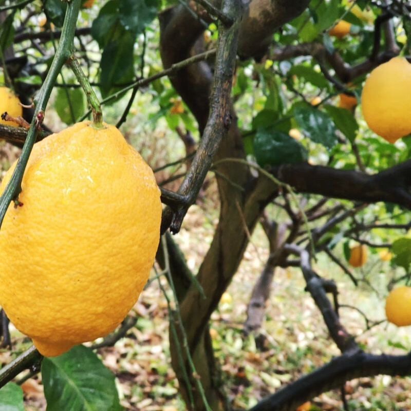安岳黄柠檬产地直发批发新鲜水果多规格可选择 2斤装中果