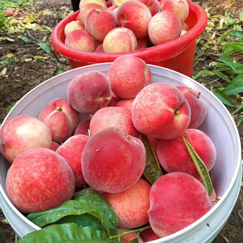 现货水蜜桃新鲜水果5斤整箱桃子毛桃脆甜应当季时令 超值带箱5斤装(50-60)