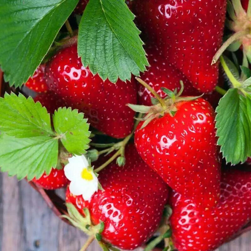 四季播种草莓种子奶油草莓室内阳台盆栽家庭蔬菜水果花卉植物种子 混装草莓种子1000粒+肥+生根粉