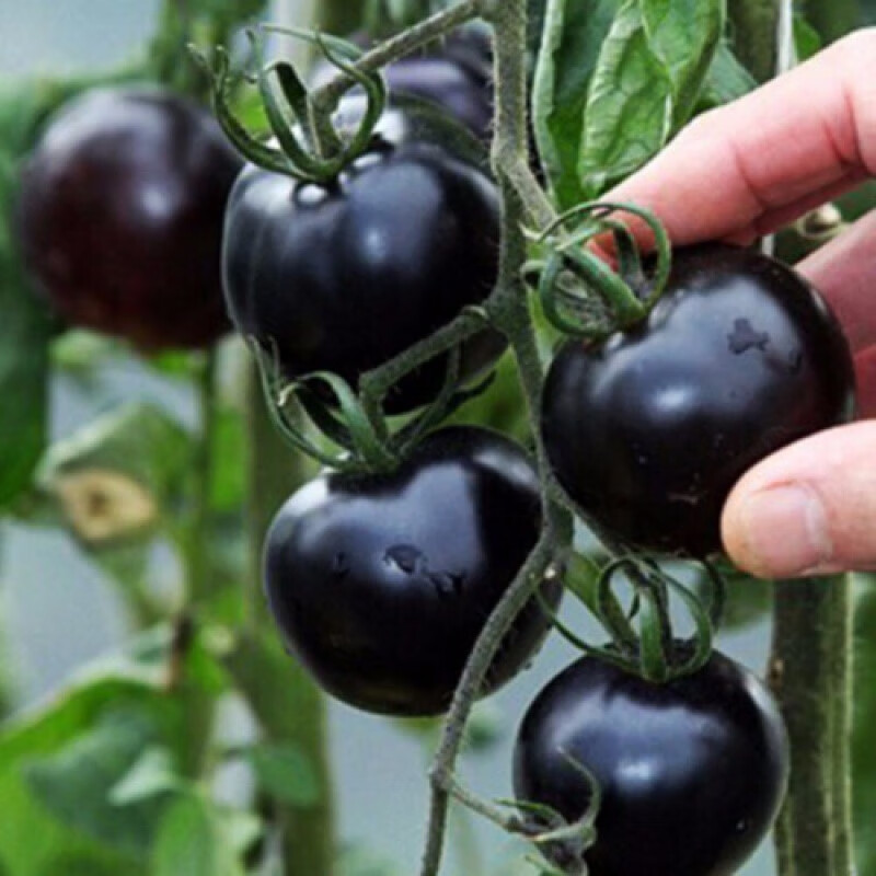 阳台盆栽西红柿蔬菜水果种子四季播种樱桃番茄种子圣女果小番茄 黑珍珠200粒