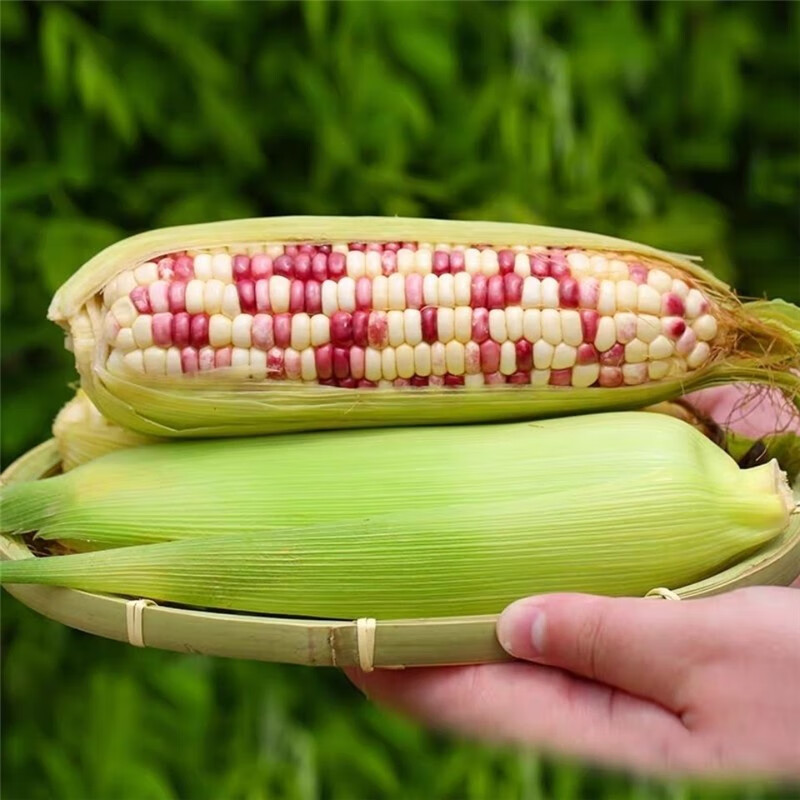 2020现摘香甜糯玉米当季新鲜花糯玉米 农家自种玉米棒G 带箱10斤（净重9.5-10斤）