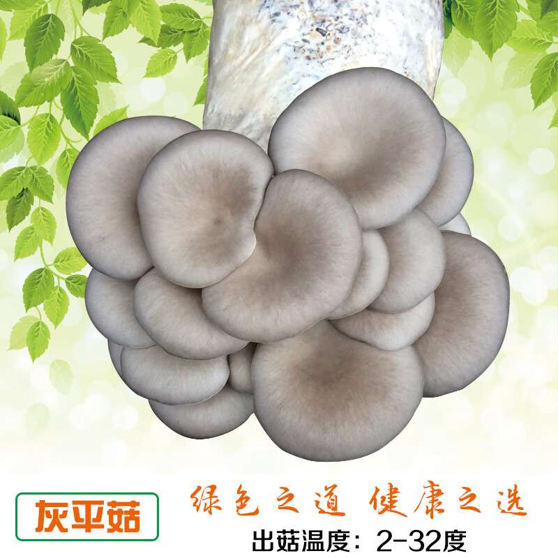 蘑菇种植包平菇菌包种蘑菇食用菌菌种家庭种植蘑菇菌种子新鲜菌菇 黑灰色（拍一发三）