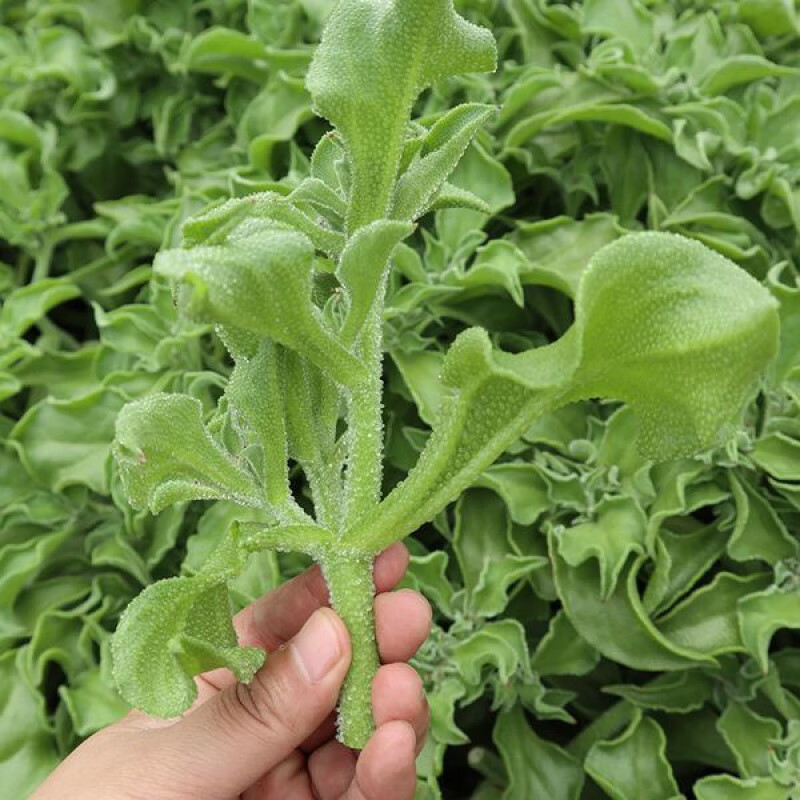 x冰菜种子 四季播播种冰草 农家蔬菜水晶菜新鲜盆栽菜种子 华煜水晶冰菜两袋(发三袋)