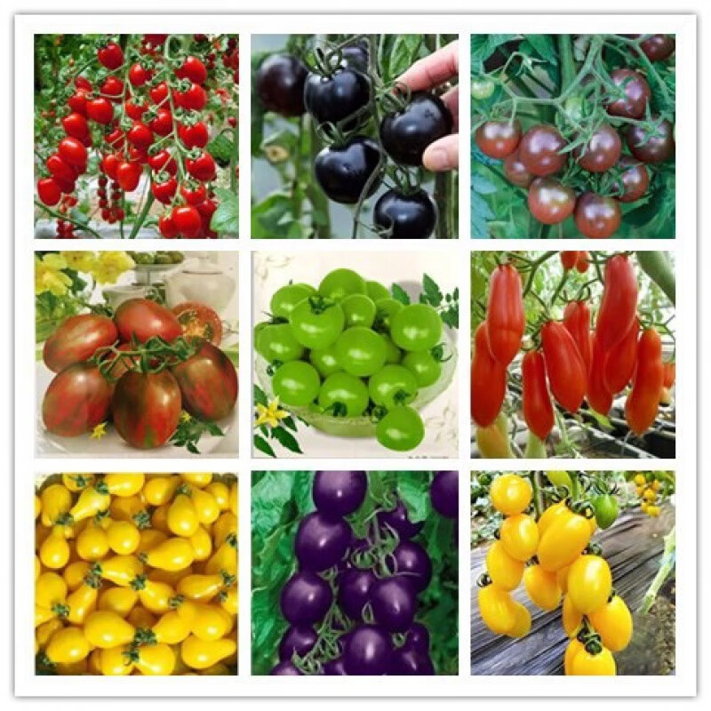 阳台盆栽西红柿蔬菜水果种子四季播种樱桃番茄种子圣女果小番茄 以上品种混装200粒
