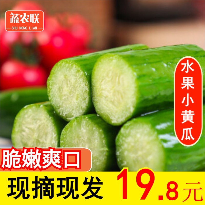 【蔬农联】 山东水果小黄瓜 无刺小青瓜  新鲜蔬菜 京东生鲜 2.5斤