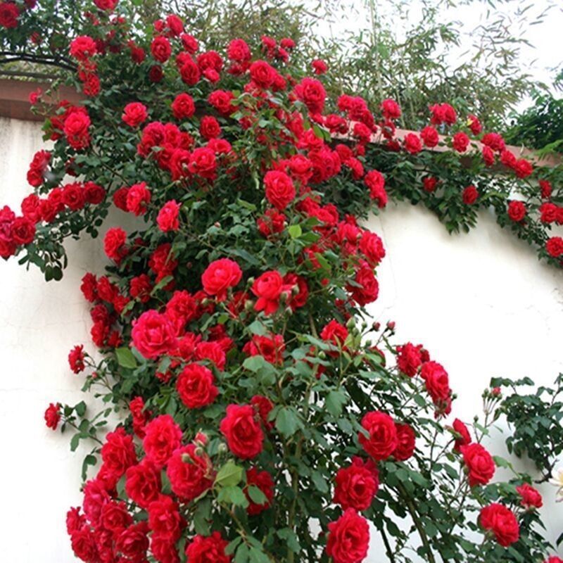 七彩蔷薇花玫瑰种子盆栽花卉爬藤月季鲜花植物花籽四季播易种 17 500粒种子+肥