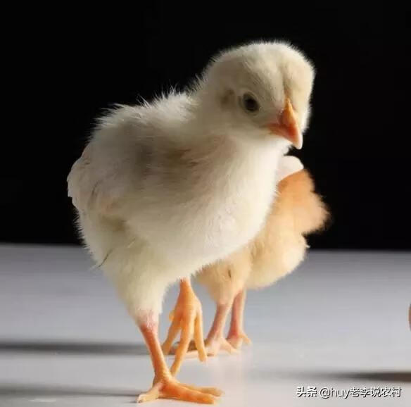 如何做好小雏鸡的饲养管理（雏鸡的饲养管理关键技术)