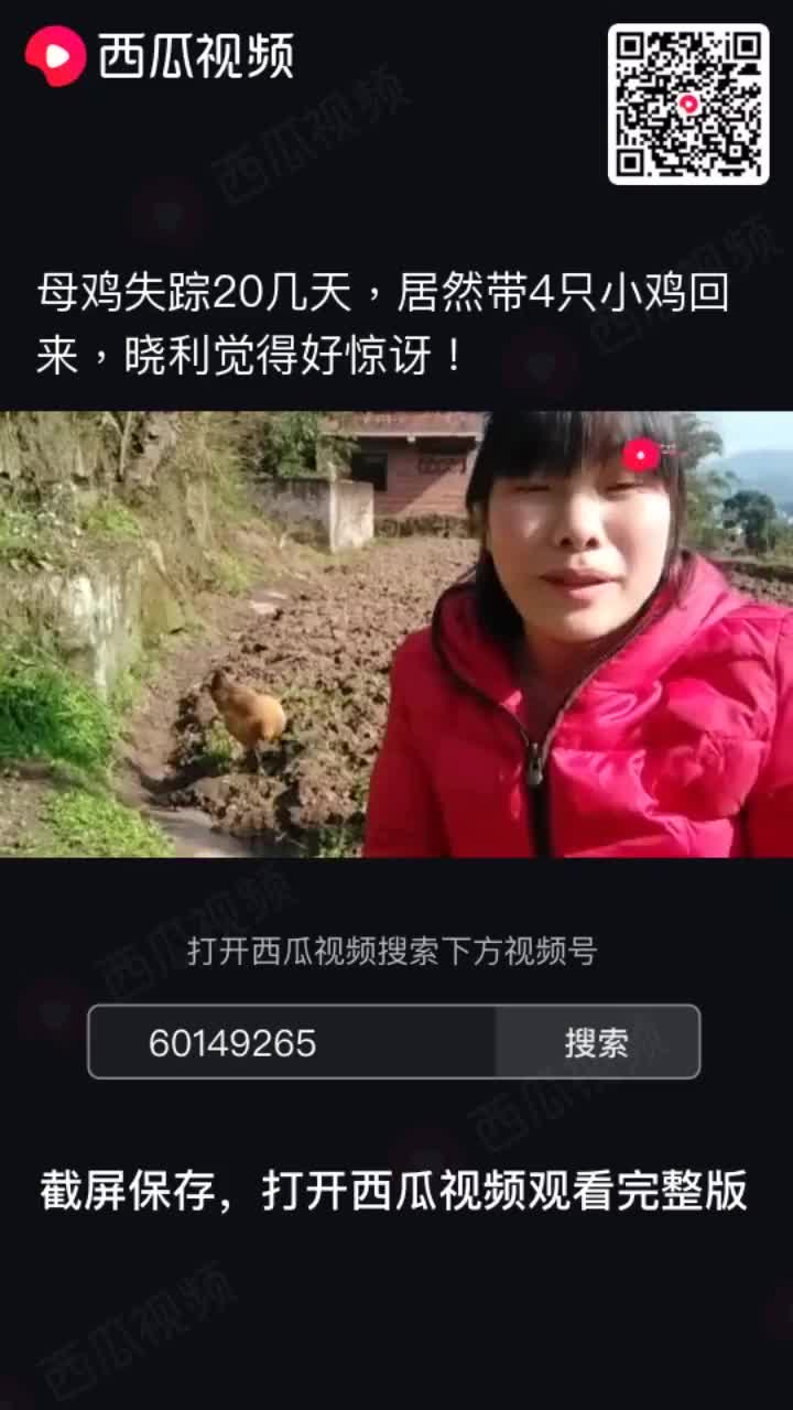 小鸡怎么养