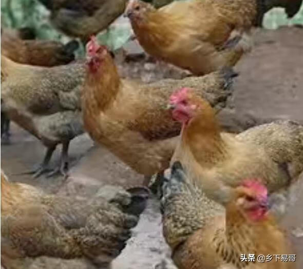 小鸡怎么养 小鸡怎么养