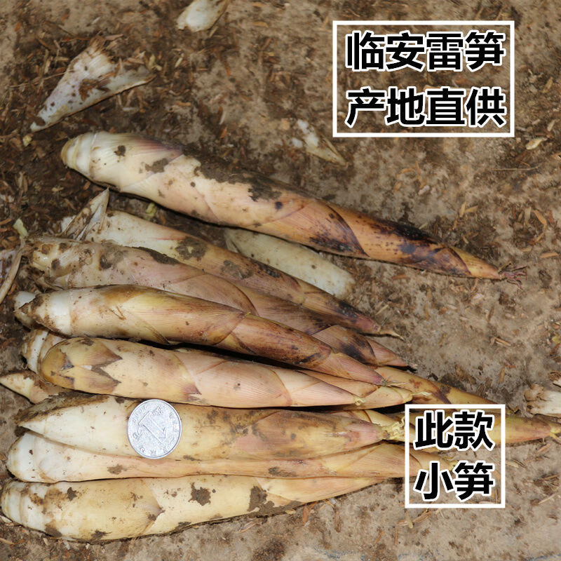 临安天目山春笋新鲜现挖竹笋冬笋腌笃笋雷笋油焖笋蔬菜3/5斤 